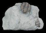Partial Flexicalymene Trilobite Molt From Ohio #30458-3